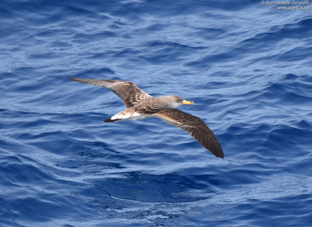 Scopoli's Shearwater