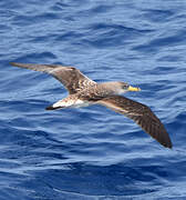 Scopoli's Shearwater