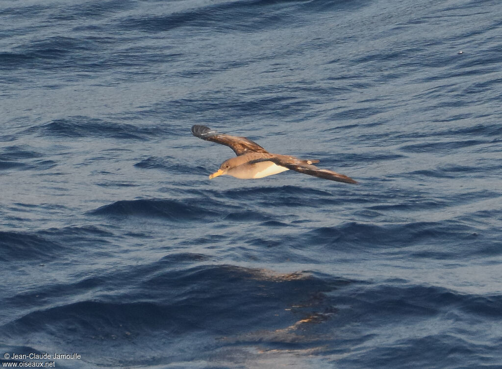 Scopoli's Shearwater