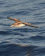 Scopoli's Shearwater