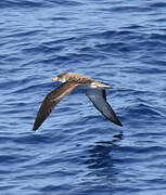 Scopoli's Shearwater