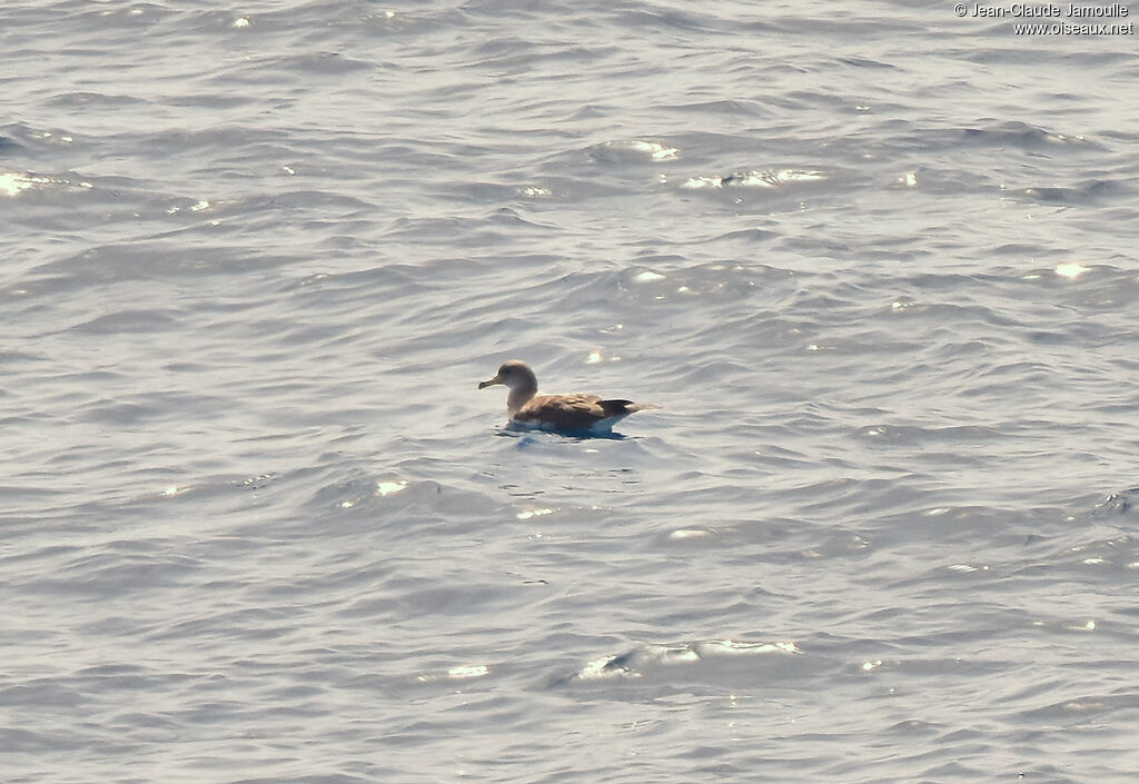 Scopoli's Shearwater