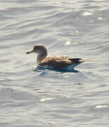 Scopoli's Shearwater