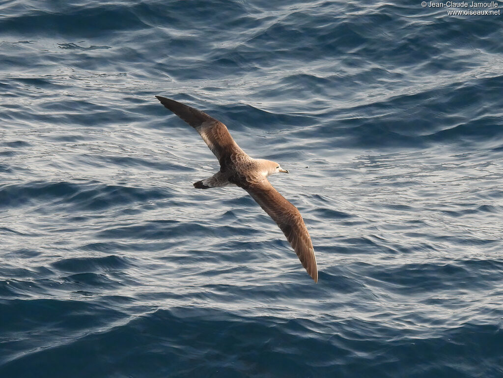 Scopoli's Shearwater