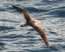 Scopoli's Shearwater