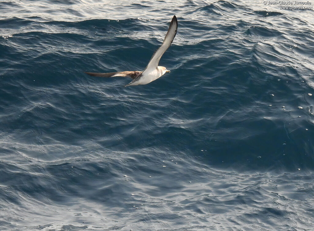 Scopoli's Shearwater