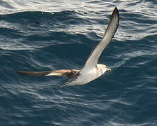 Scopoli's Shearwater