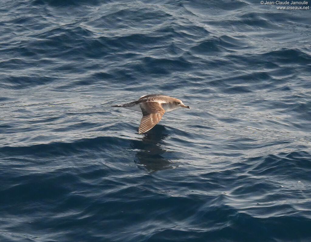 Scopoli's Shearwater