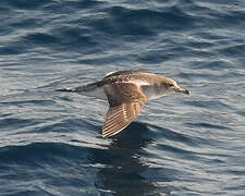 Scopoli's Shearwater