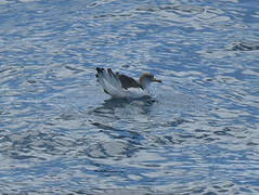 Scopoli's Shearwater