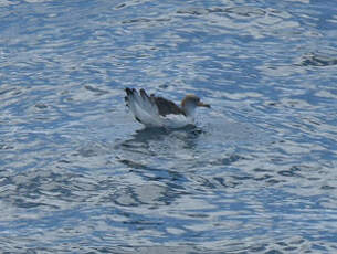 Puffin de Scopoli