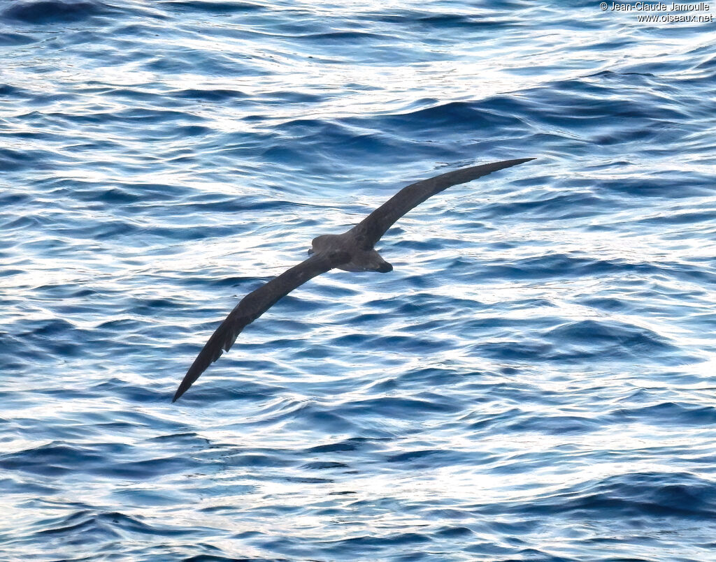 Puffin de Scopoliadulte, Vol