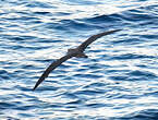 Puffin de Scopoli