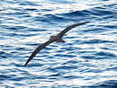 Puffin de Scopoli