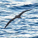 Puffin de Scopoli