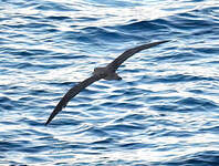Puffin de Scopoli