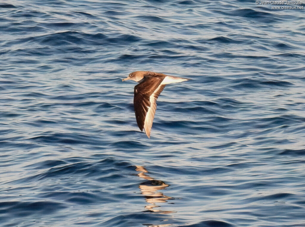 Puffin de Scopoli, Vol