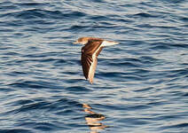 Puffin de Scopoli