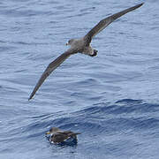 Scopoli's Shearwater