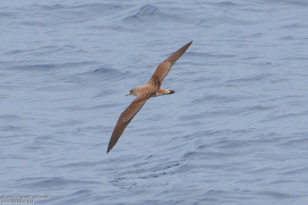 Scopoli's Shearwater, Flight