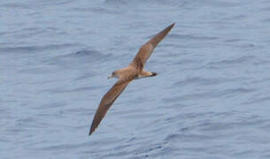 Scopoli's Shearwater