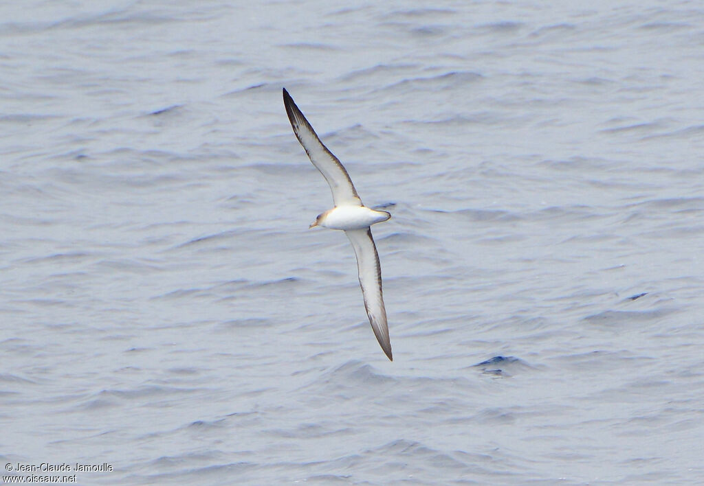 Scopoli's Shearwater, Flight, Behaviour