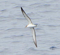 Scopoli's Shearwater