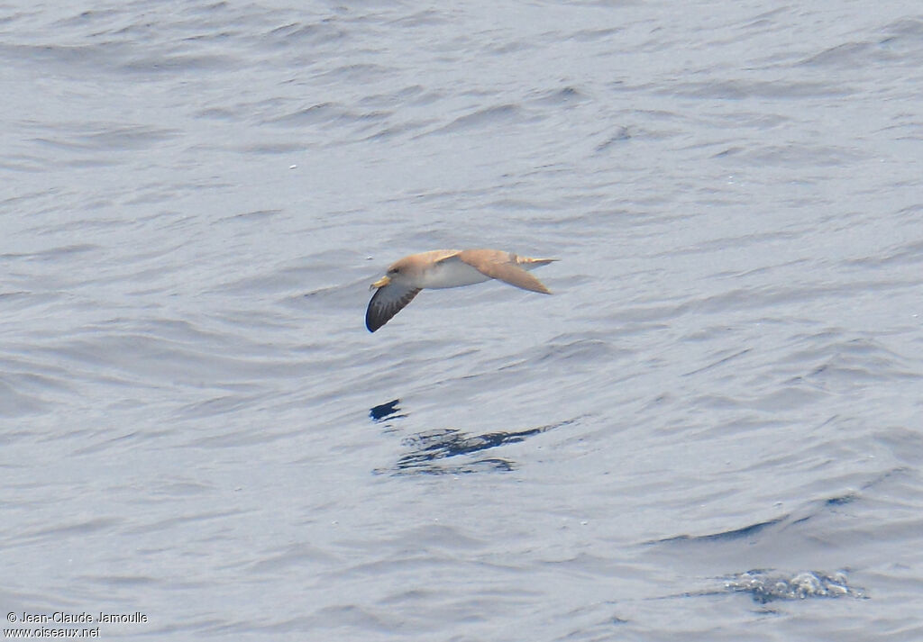 Scopoli's Shearwater