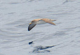 Scopoli's Shearwater