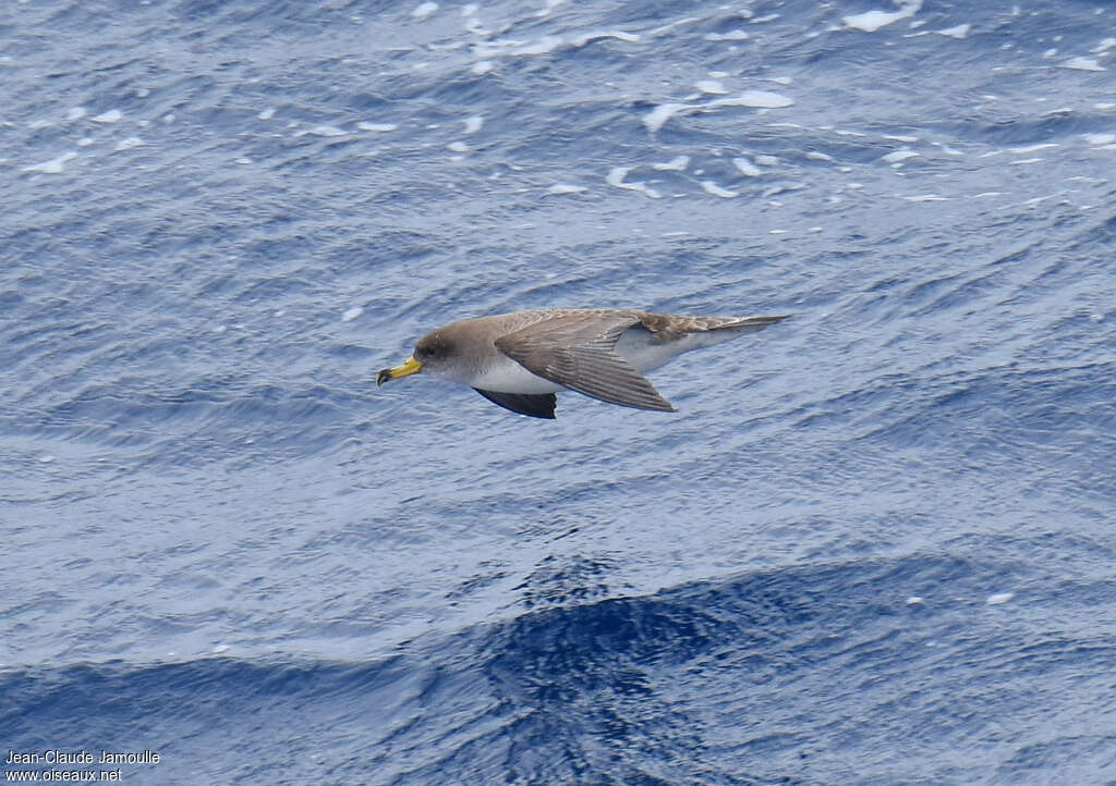 Scopoli's Shearwateradult, habitat, pigmentation