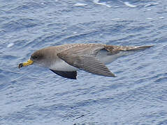 Scopoli's Shearwater