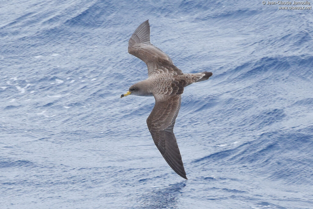 Scopoli's Shearwater