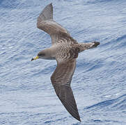 Scopoli's Shearwater