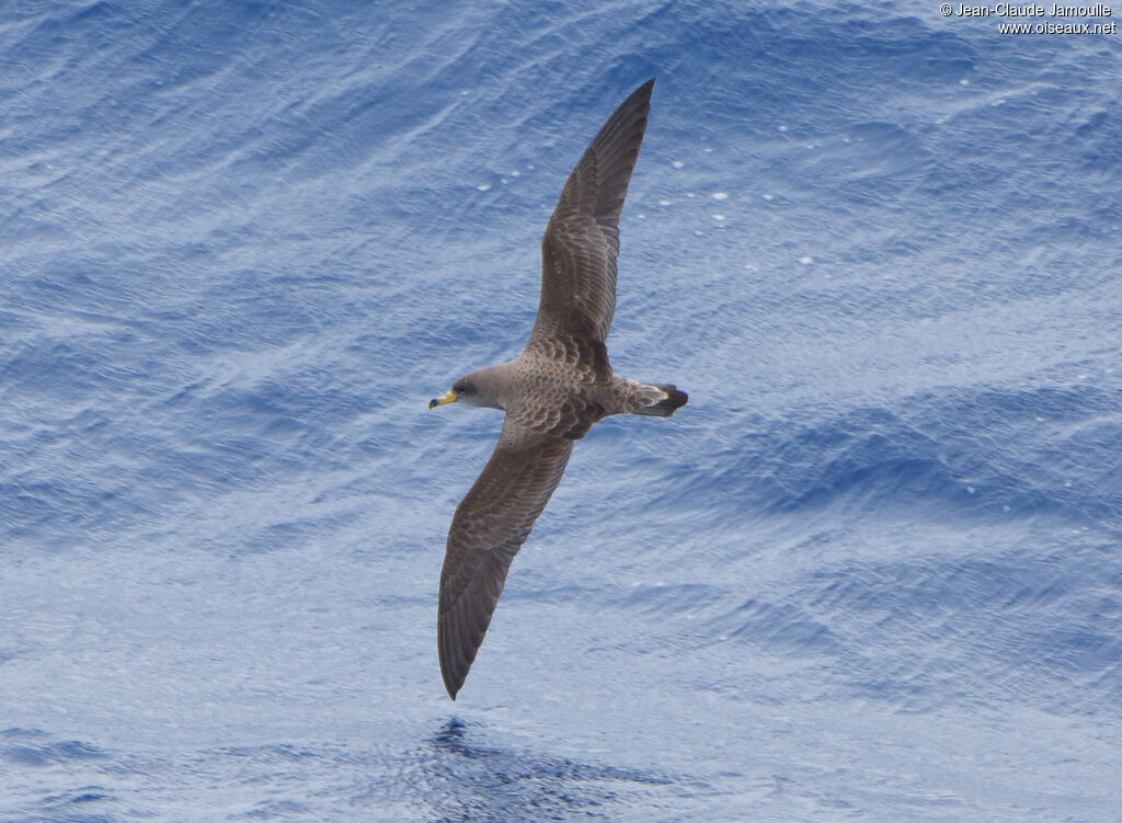 Scopoli's Shearwater