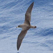 Scopoli's Shearwater