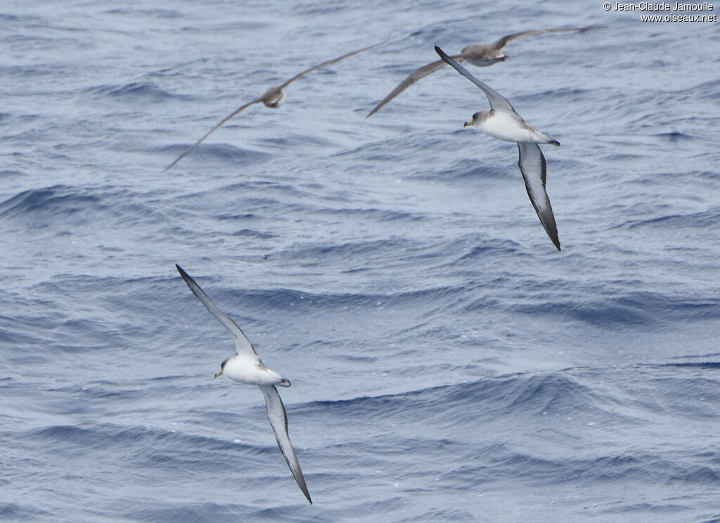 Scopoli's Shearwater