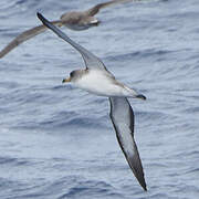 Scopoli's Shearwater