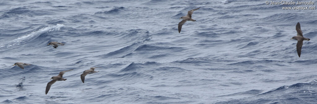 Scopoli's Shearwater