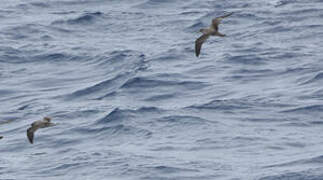 Scopoli's Shearwater