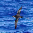 Puffin des Anglais