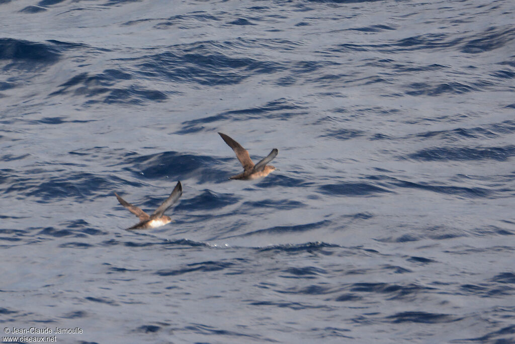 Balearic Shearwater