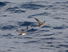 Balearic Shearwater