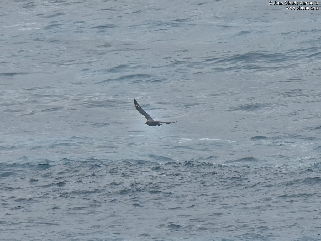 Sooty Shearwater