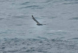 Sooty Shearwater