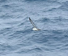 Great Shearwater