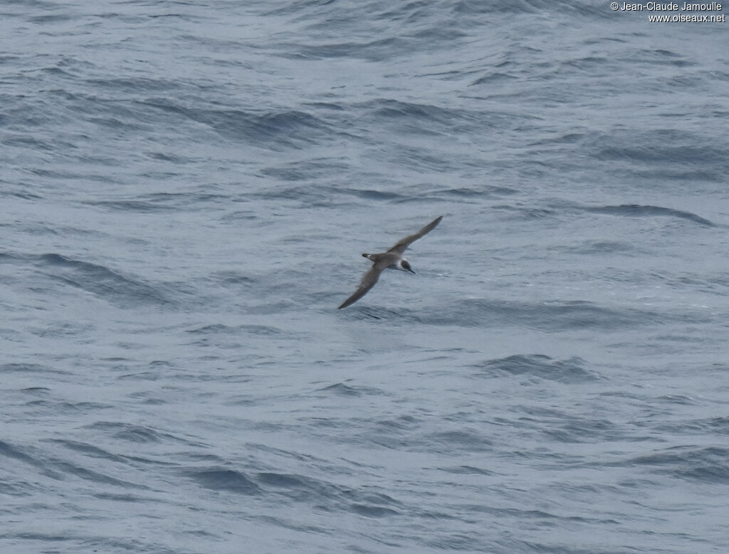 Great Shearwater