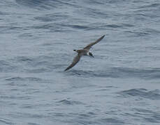 Great Shearwater