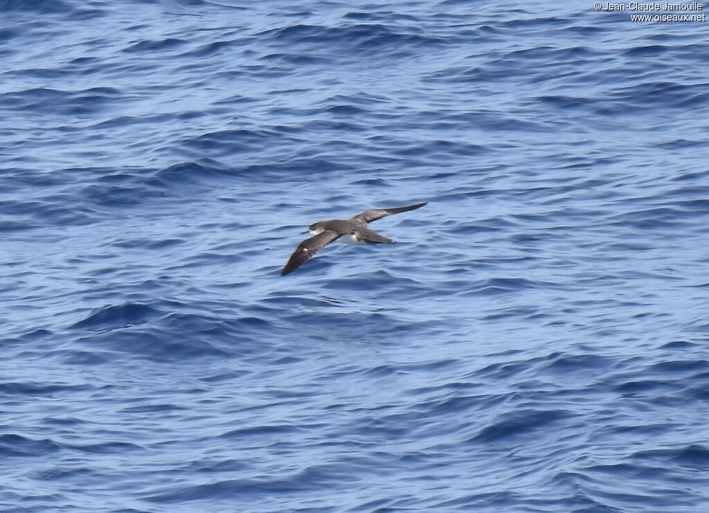 Yelkouan Shearwater