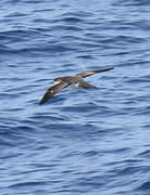 Yelkouan Shearwater