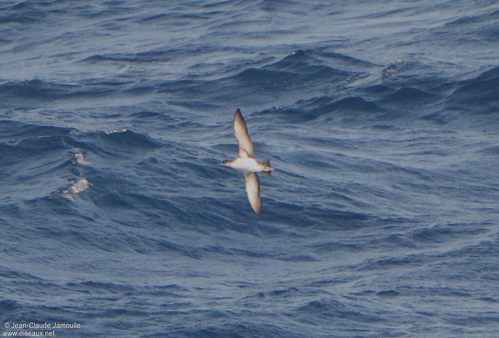 Yelkouan Shearwater